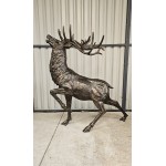 Large Stag Impressive