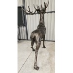 Large Stag Impressive