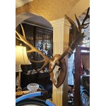 Set Stag Antlers