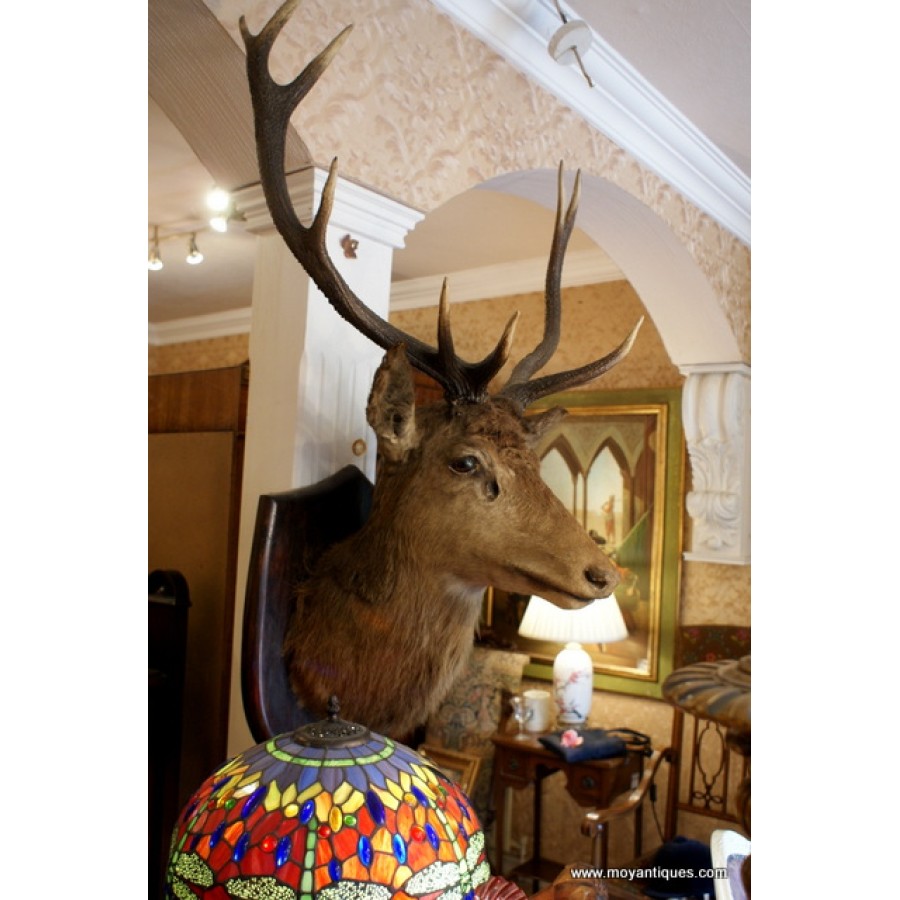 Stag Head C.1915  SOLD