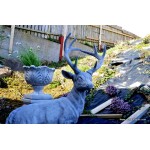 Stag On Rock