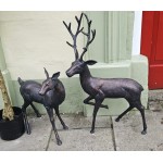 Stag & Doe