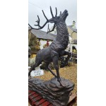 Stag Climbing Rock
