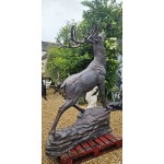 Stag Climbing Rock