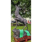 Stag Climbing Rock