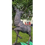 Stag Climbing Rock