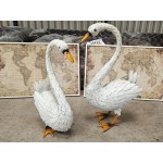 Swan Pair