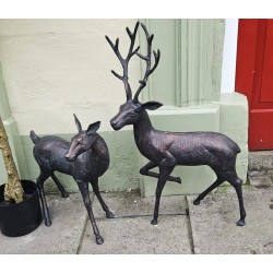 Stag & Doe