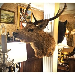 Stag Head 
