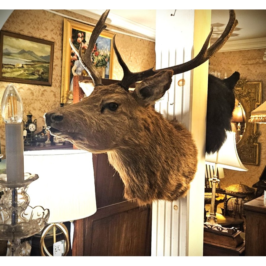 Stag Head 