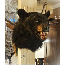 Bear Head