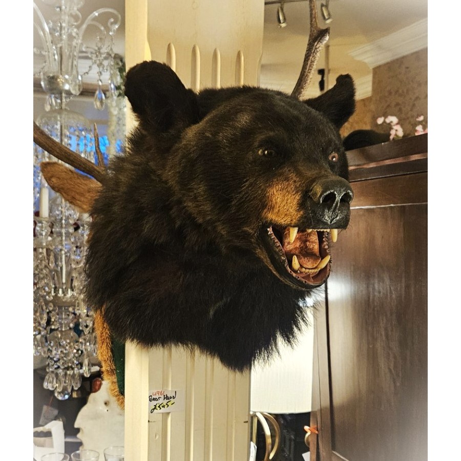 Bear Head